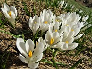 18 Bianchi fiori di Crocus vernus (Zafferano maggiore) crescono appena la neve si scioglie